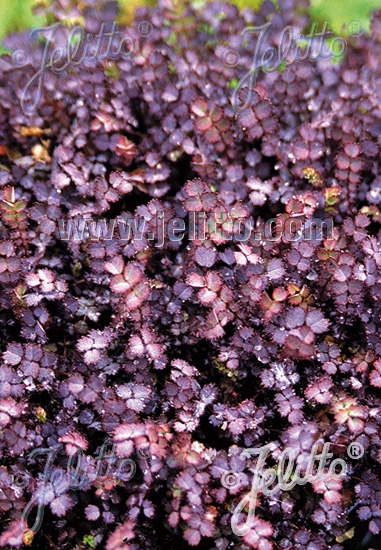 ACAENA inermis (Acéna) Purpurea cca.20 semien